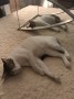 Snowo,Luna 2_IMG_5875